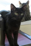Ernie - Photo 4