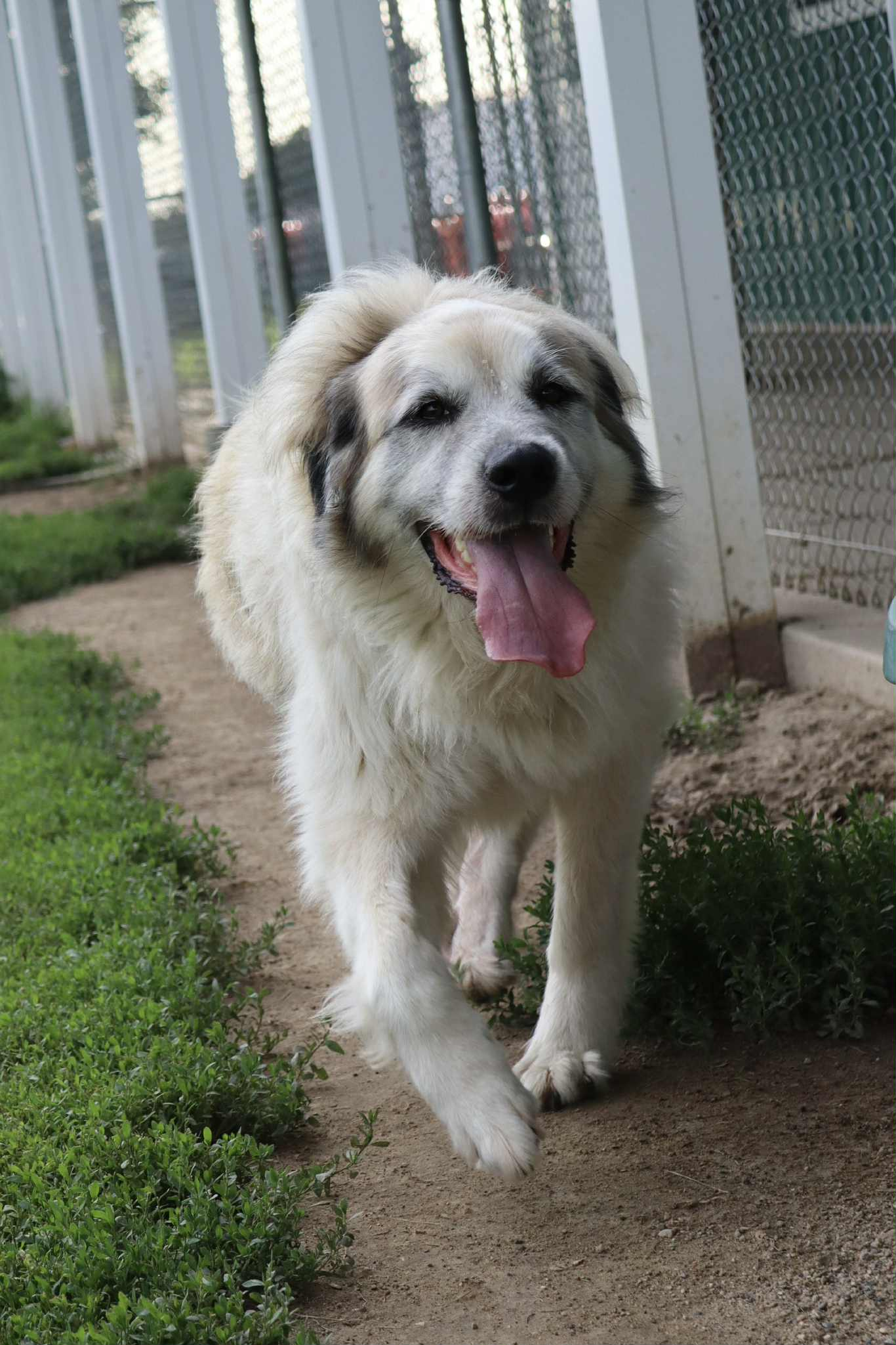 adoptable Dog in Austin, MN named Honey