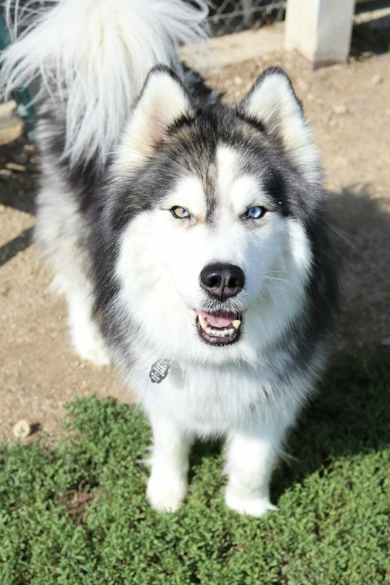 adoptable Dog in Austin, MN named Willow