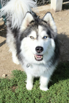 adoptable Dog in  named Willow