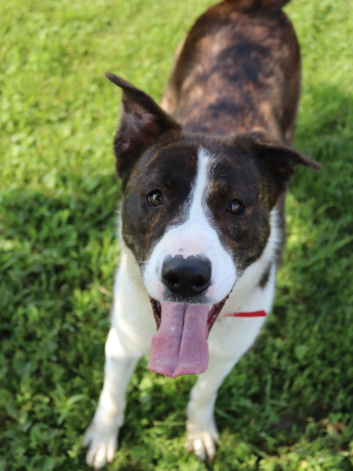 picture of the dog needing adoption