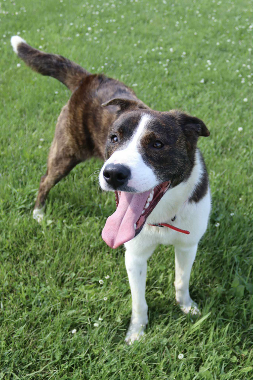 LEX - Shepherd / Catahoula Leopard Dog available for adoption