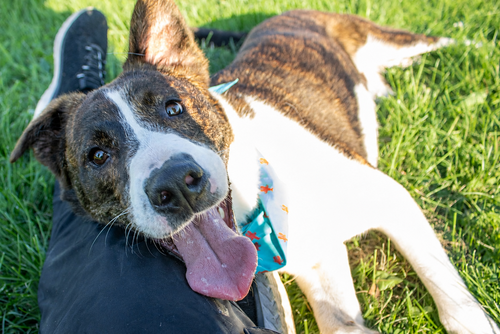 Lex, an adoptable dog