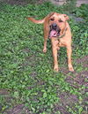 adoptable Dog in austin, MN named Django (in foster)