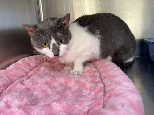IRMA - Domestic Short Hair available for adoption