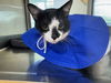 adoptable Cat in , MN named Barnebee