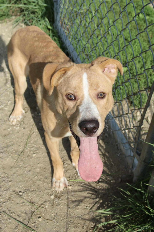 EMMETT - Labrador Retriever / Hound available for adoption