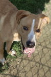 Emmett - Photo 3