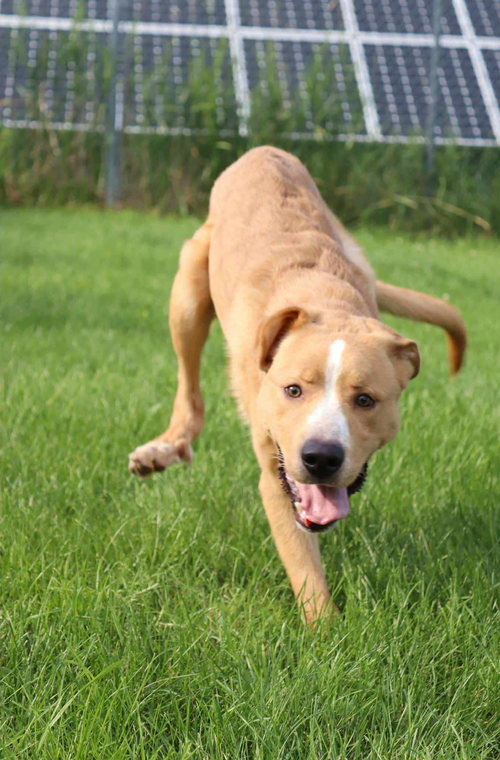 picture of the dog needing adoption
