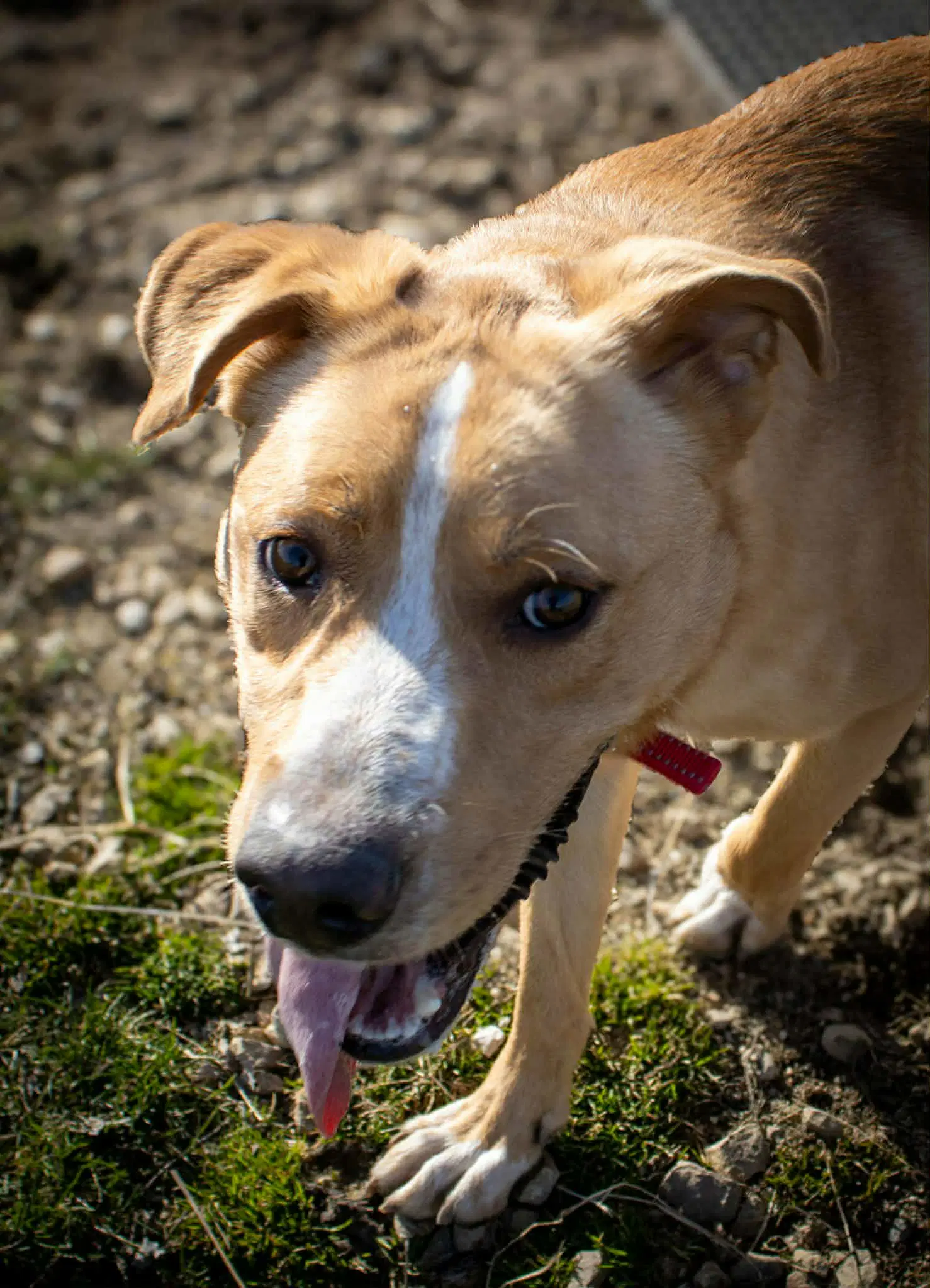 Emmett - Shepherd