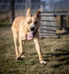 Emmett - Photo 2