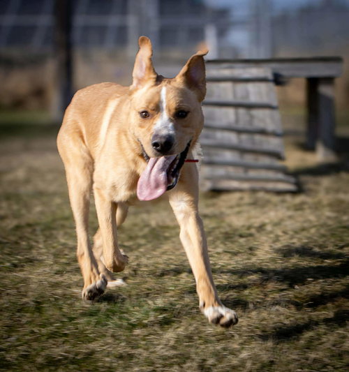 EMMETT - Labrador Retriever / Hound available for adoption