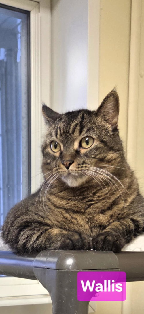 WALLIS - Tiger / Domestic Short Hair available for adoption