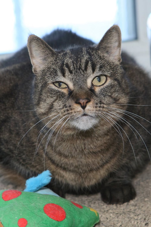 WALLIS - Tiger / Domestic Short Hair available for adoption