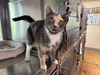 adoptable Cat in , MN named Candy