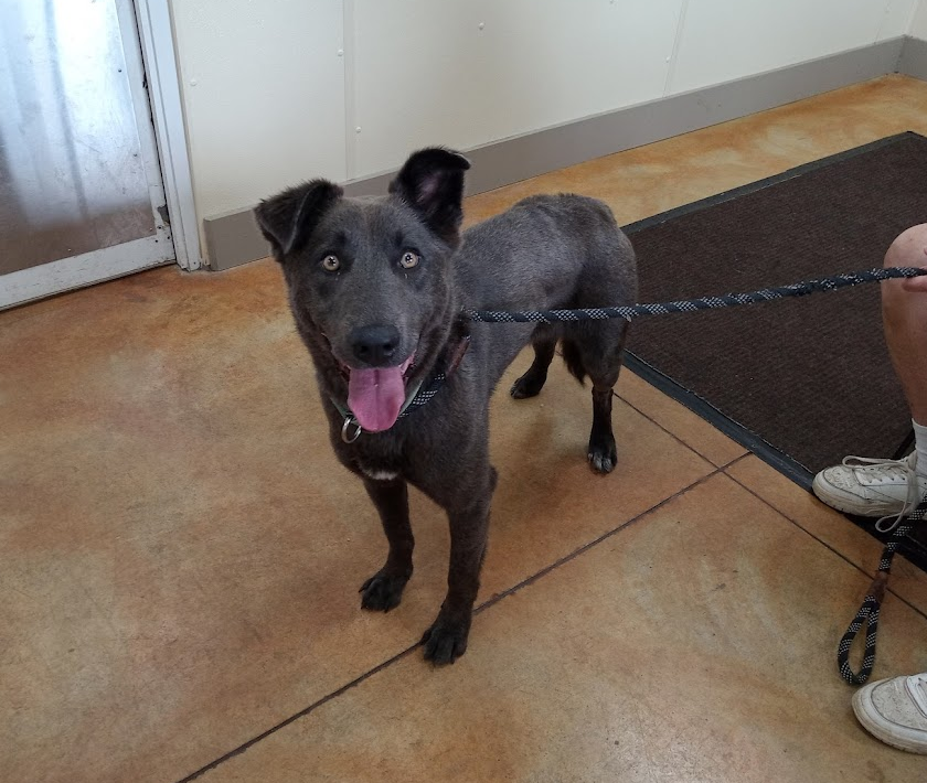 adoptable Dog in Austin, MN named Stella