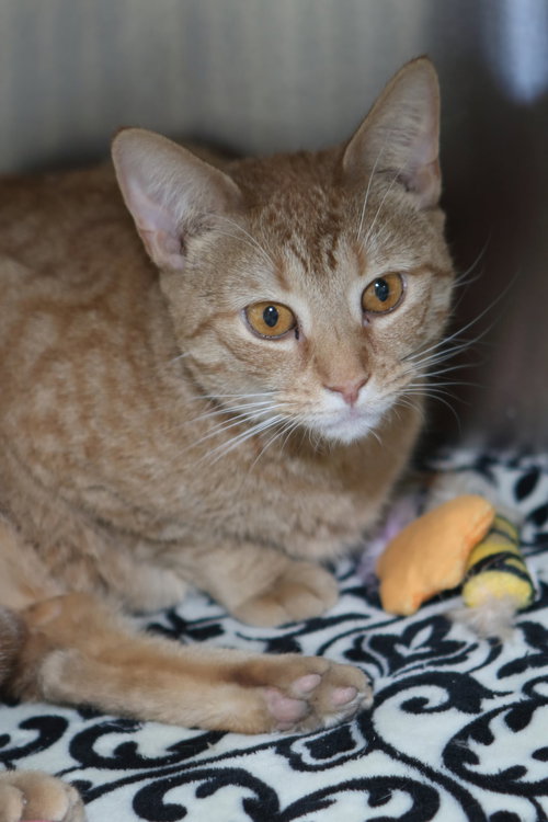 YUTA - Domestic Short Hair / Tiger available for adoption
