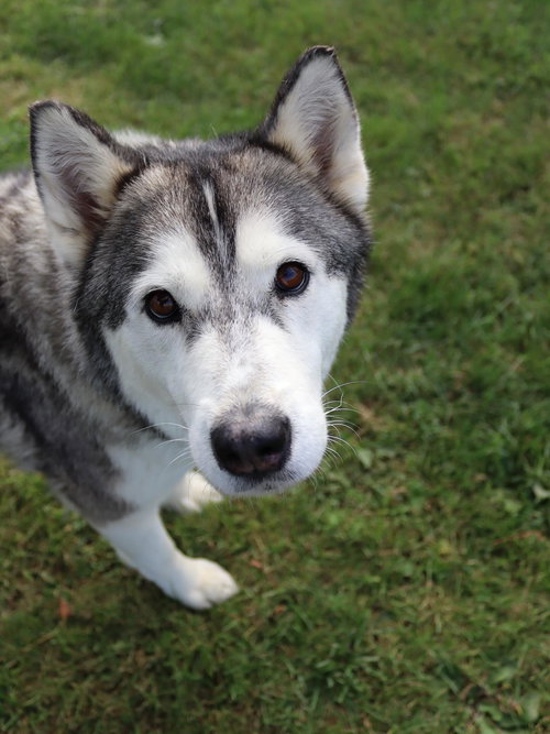picture of the dog needing adoption