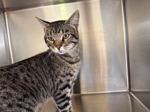 picture of the cat needing adoption
