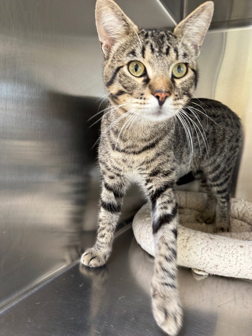 ZACK - Tiger / Domestic Short Hair available for adoption