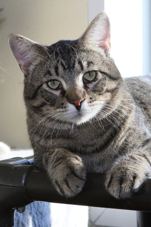 ZACK - Tiger / Domestic Short Hair available for adoption