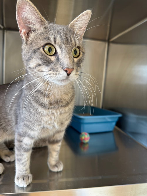 picture of the cat needing adoption