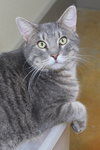 Zeke - Photo 4