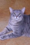Zeke - Photo 1