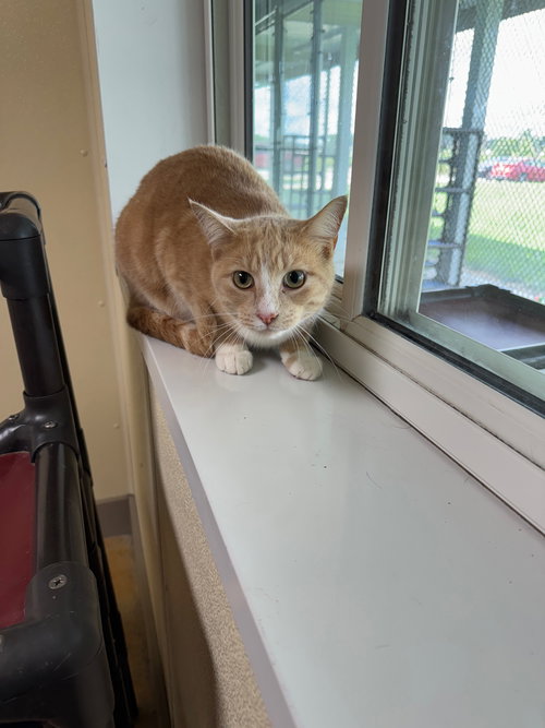 picture of the cat needing adoption