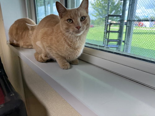 picture of the cat needing adoption
