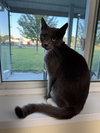 Willard - Photo 5