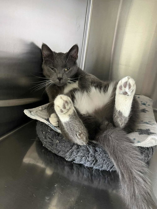 WILLARD - Domestic Short Hair available for adoption