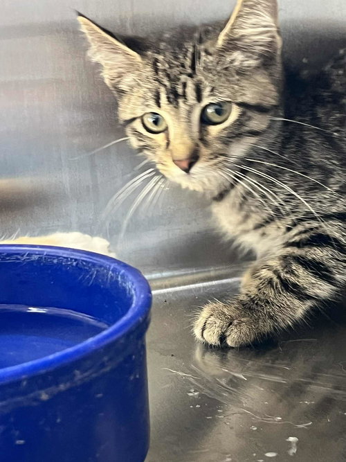 picture of the cat needing adoption