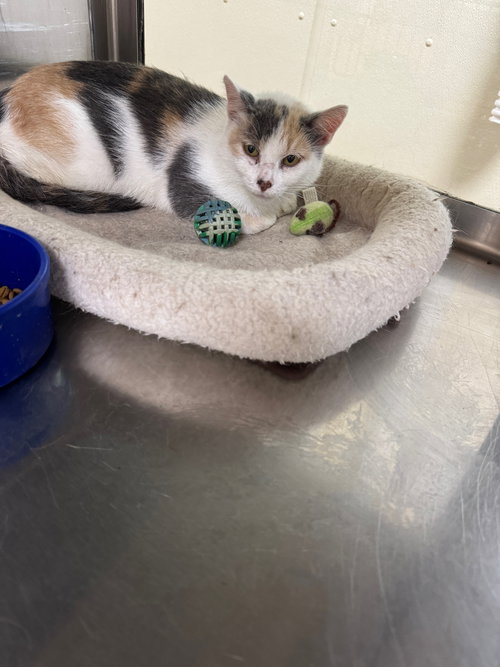 picture of the cat needing adoption