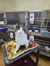 Waldo - Photo 3