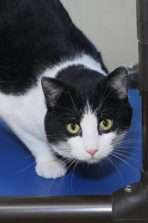 WALDO - Domestic Short Hair available for adoption