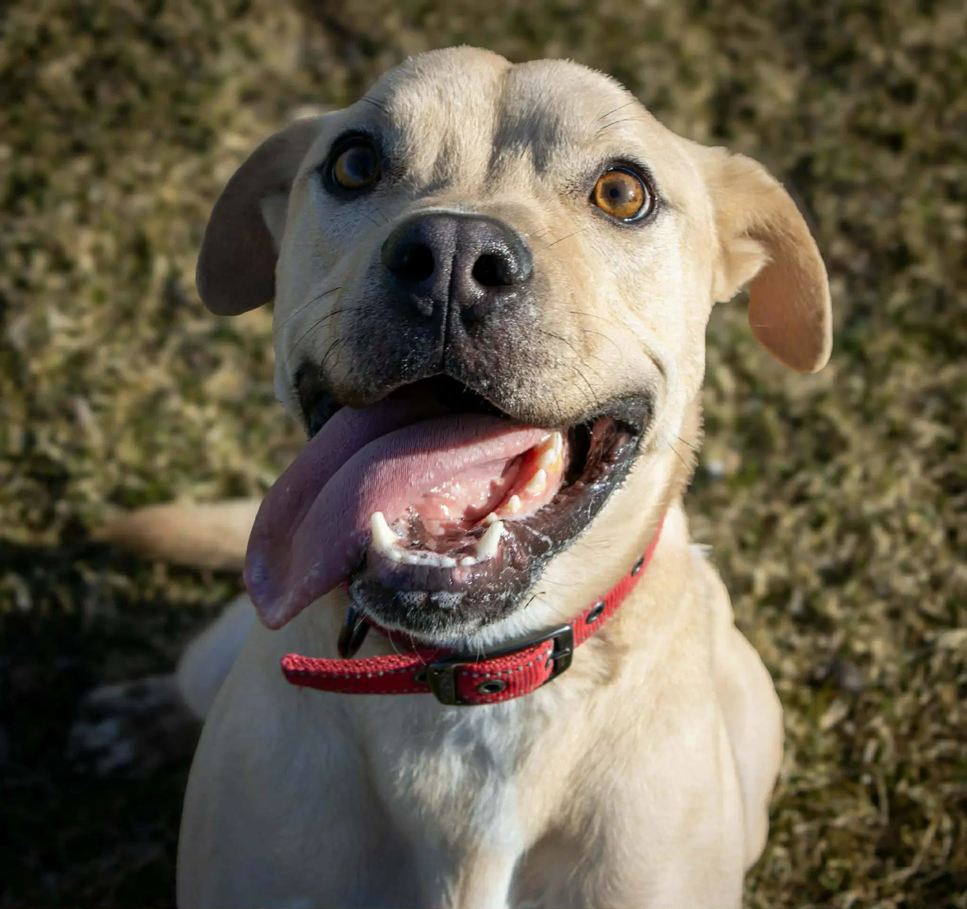 Rocky - Pit Bull Terrier