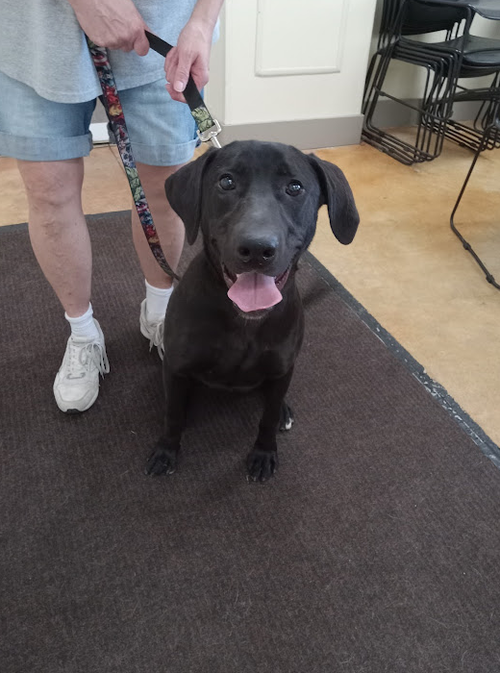 picture of the dog needing adoption