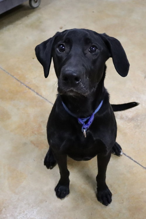 picture of the dog needing adoption
