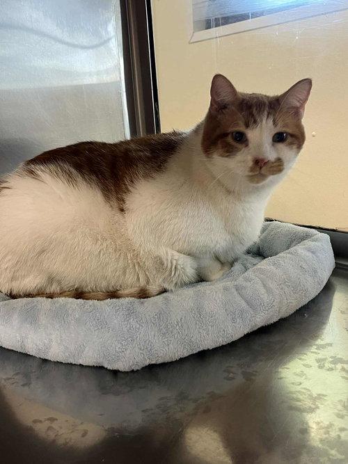 picture of the cat needing adoption