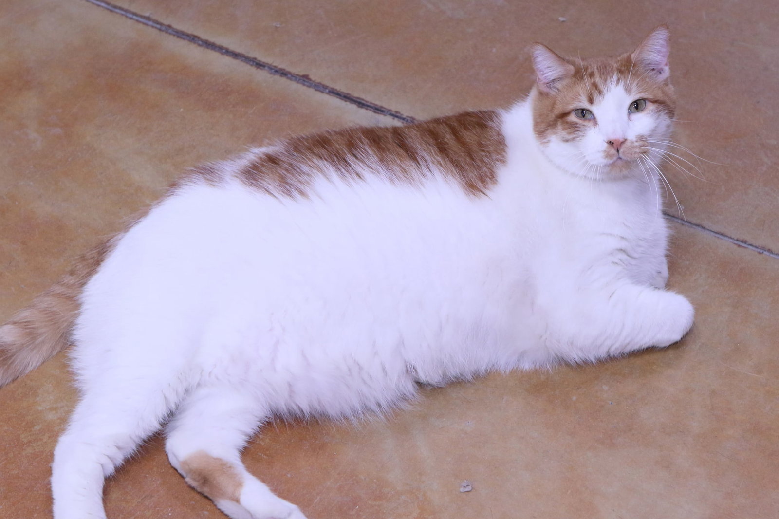 Leland Image