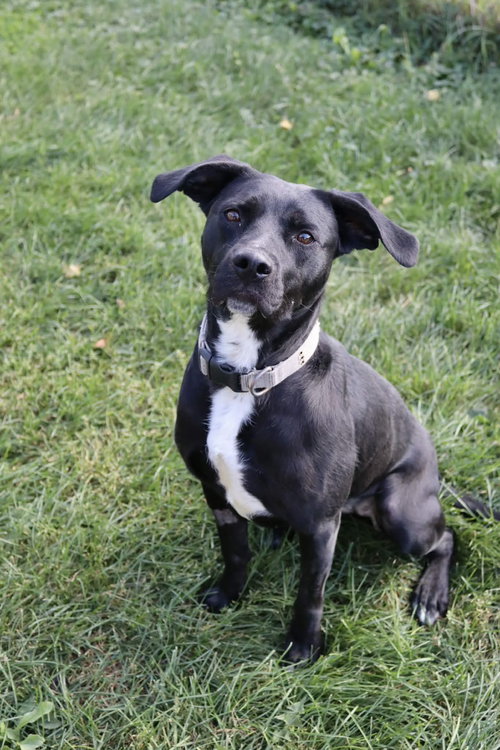 picture of the dog needing adoption