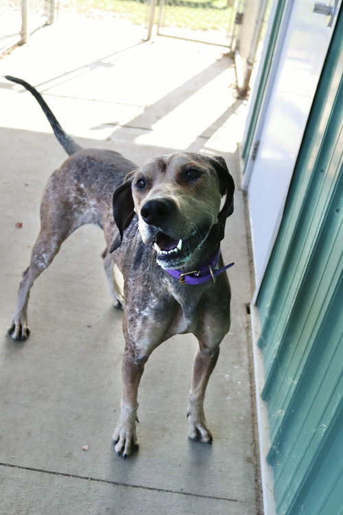 picture of the dog needing adoption