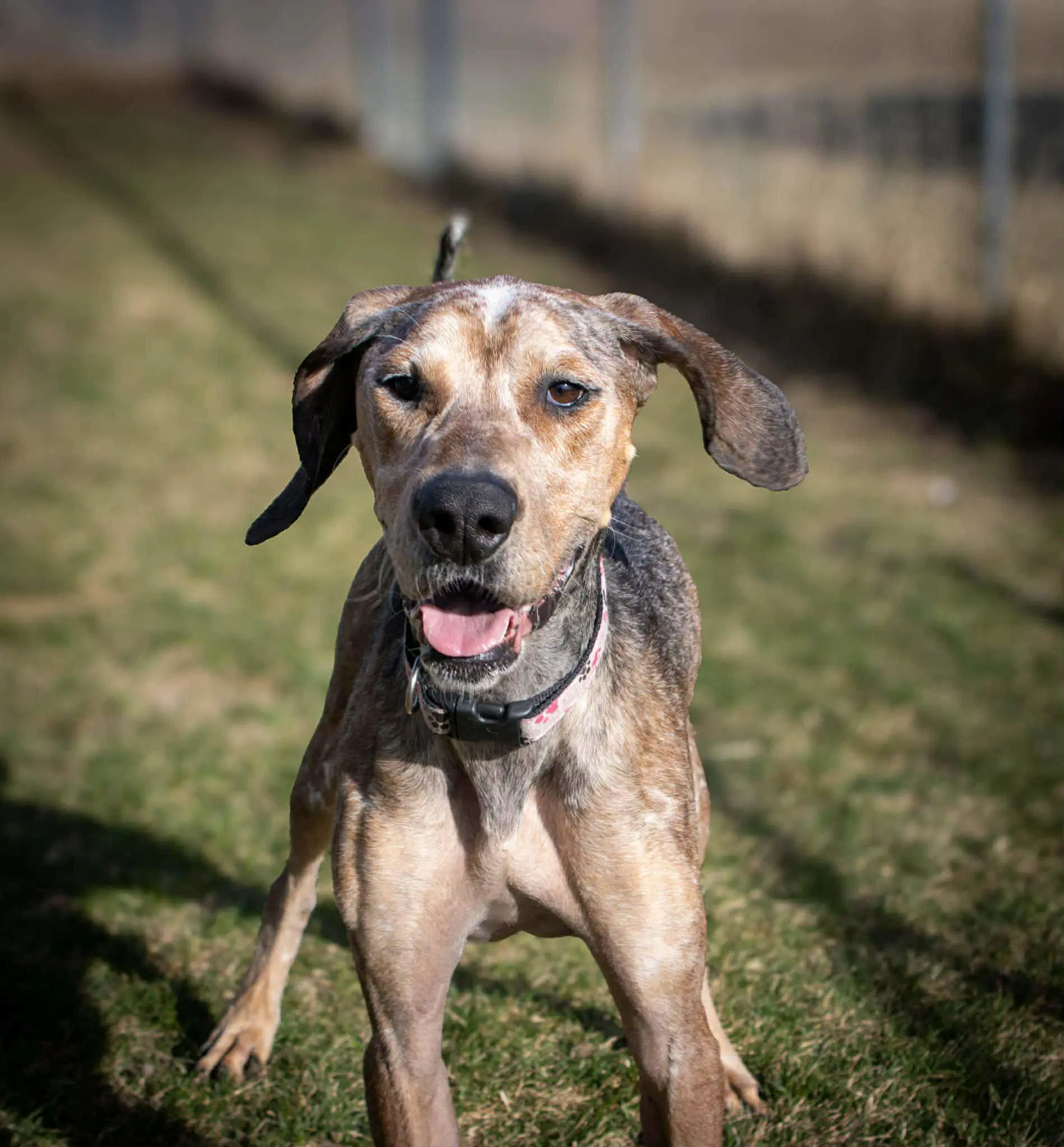 River - Bluetick Coonhound