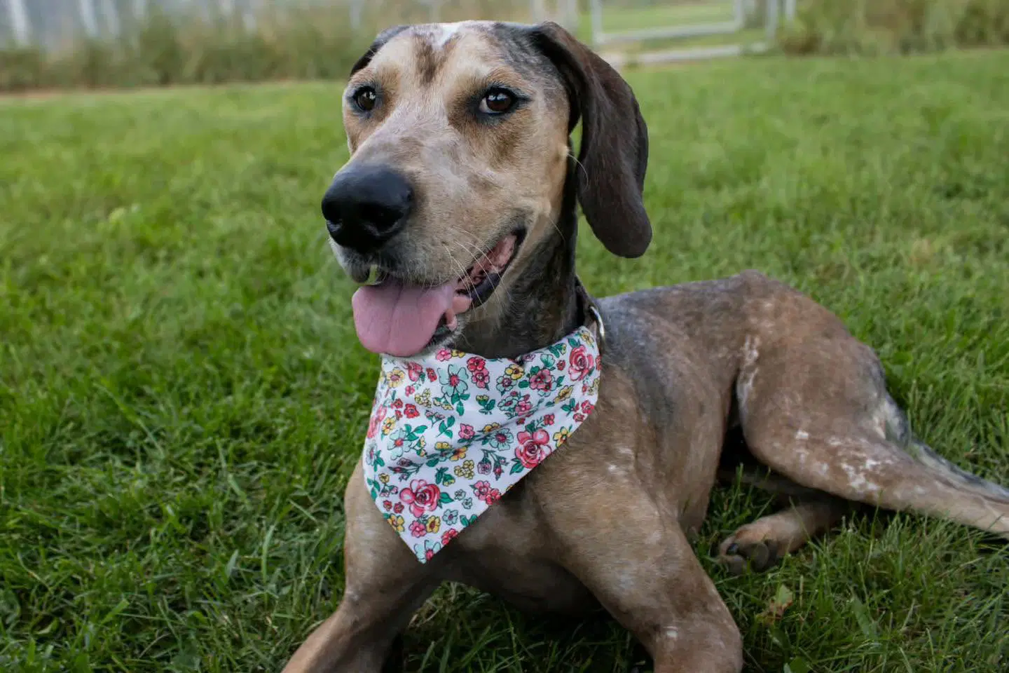 River - Bluetick Coonhound