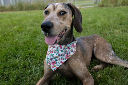 River, a Bluetick Coonhound / Great Dane / Mixed (short coat)