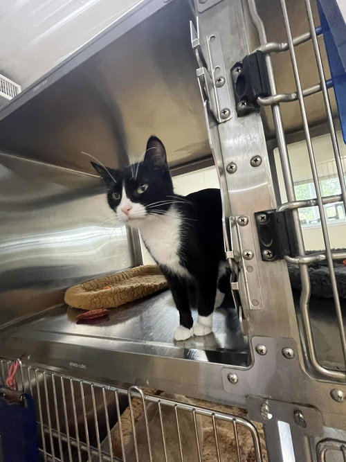 GWEN - Domestic Short Hair available for adoption