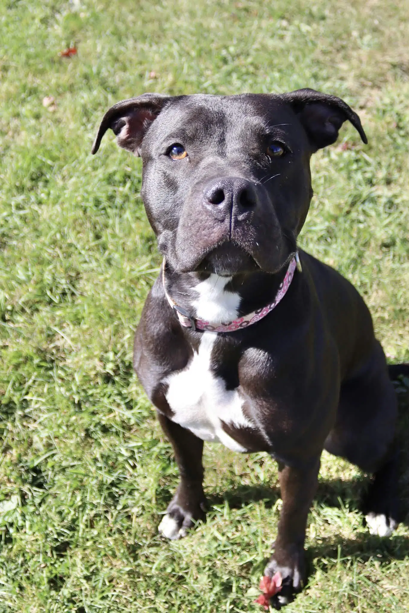 Sasha Sponsored Fee image 3