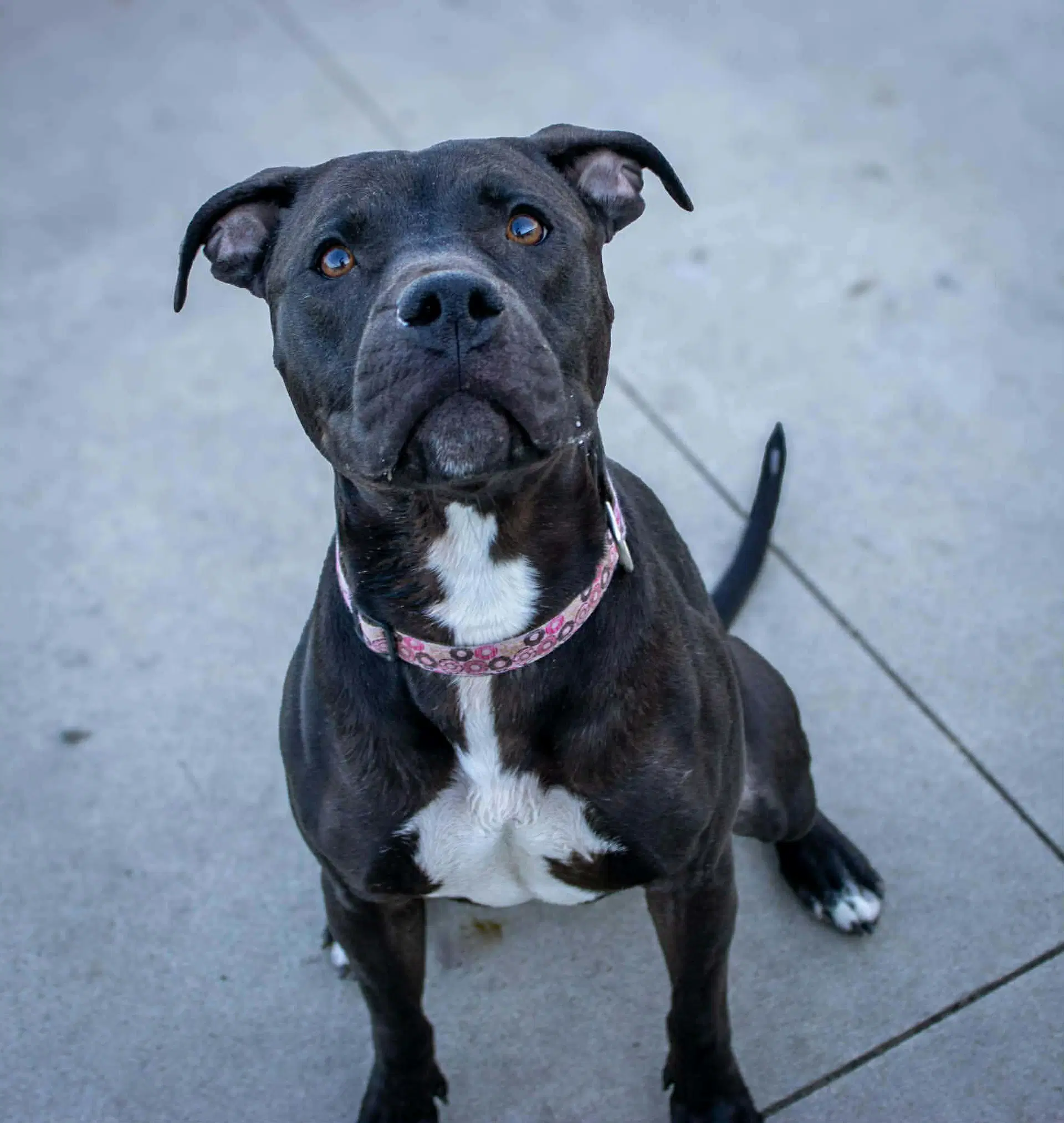 Sasha - Pit Bull Terrier