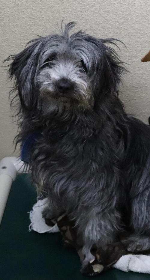 Daisy, an adoptable Poodle in AUSTIN, MN